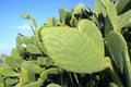 Chumbera nopal cactus plant blue sky