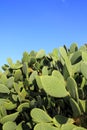 Chumbera nopal cactus plant blue sky