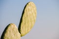 Chumbera nopal cactus in a spanish beach