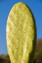 Chumbera nopal cactus in a spanish beach