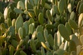 Chumbera nopal cactus in a spanish beach