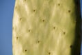 Chumbera nopal cactus in a spanish beach