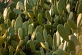 Chumbera nopal cactus in a spanish beach