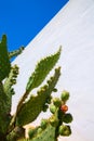 Chumbera nopal prickly pear fruits