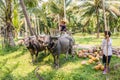 Bullock cart amd woman