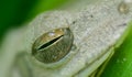 Chunam Tree frog eye closeup macro photo, moist and shiny frog eyes Royalty Free Stock Photo