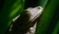 Chunam Tree frog resting in a shaded cool spot in the day time, close-up macro photo Royalty Free Stock Photo