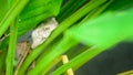 Chunam Tree frog resting in a shaded cool spot in the daytime, close-up photo Royalty Free Stock Photo