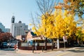 Chungdong First Methodist Church with autumn ginkgo trees at Deoksugung stonewall walkway in Seoul, Korea