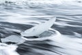 Chunks of ice broken from a glacier on Diamond Beach in Iceland