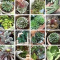 Chunky and formal succulents collection Royalty Free Stock Photo