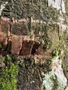chunky texture of tree bark with interspersed green moss Royalty Free Stock Photo