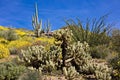 Chupparosa in Sonoran Desert Royalty Free Stock Photo