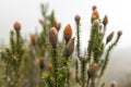 Chuquiragua. Plant. National Park Cayambe-Coca Ecuador