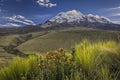 Chuquirahua flowers, paramo meadows and Chimborazo volcano at sunrise Royalty Free Stock Photo