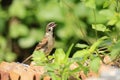 Church birds settled in a pile of tiles Royalty Free Stock Photo