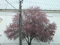 Church and blossoming wild plum tree Royalty Free Stock Photo