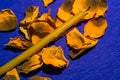 Church candle with withered petals of a yellow rose on a violet