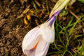 Church Crocus bumble bee