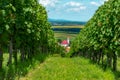 A church in the Famous hungarian gastro village in Palkonya Hungary view from the vineyards