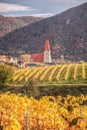 Church in Weissenkirchen village with autumn vineyards in Wachau valley, Austria