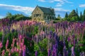 Church of the Good Shepherd and Lupine Field, Lake Tekapo Royalty Free Stock Photo