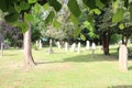 a church grave yard through the leaves of tree