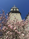 Church tower and cherry blossoms