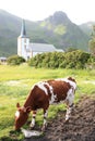 Church of Varlberg and cows Royalty Free Stock Photo