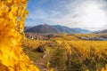 Church in Weissenkirchen village with autumn vineyards in Wachau valley, Austria, UNESCO Royalty Free Stock Photo