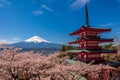 Chureito Pagoda and Mt. Fuji in the spring time with cherry blossoms at Fujiyoshida, Japan. Mount Fuji is Japan tallest mountain Royalty Free Stock Photo