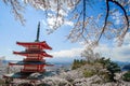 Chureito red Pagoda with beautiful Cherry Blossom or pink Sakura flower tree and Mount Fuji against blue sky. Spring Season at Royalty Free Stock Photo