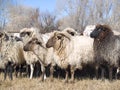 Churro sheep Royalty Free Stock Photo