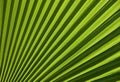 Chusan Palm Leaf section Royalty Free Stock Photo