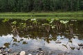 Chusovaya river. River