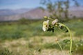 Chylismia claviformis browneyes or brown-eyed primrose wildflowers, Anza Borrego Desert State Park, California