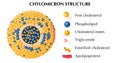 Chylomicron Structure Concept Royalty Free Stock Photo