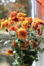 Chysanthemum Royalty Free Stock Photo