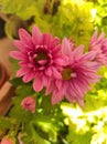 Chysanthemum pink variety Royalty Free Stock Photo