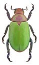 Chysina erubescens, a Jewel scarab from Mexico Royalty Free Stock Photo