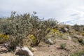 Cibola National Park dry desert