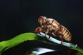 Cicada Royalty Free Stock Photo