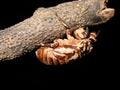 Cicada Royalty Free Stock Photo