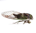 Cicada