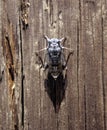 Cicada Royalty Free Stock Photo