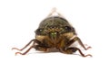 Cicada Royalty Free Stock Photo