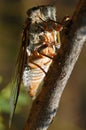Cicada Royalty Free Stock Photo
