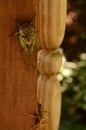 Cicada newly hatched from exuvia Royalty Free Stock Photo
