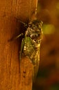 Cicada closeup after wings unfurled Royalty Free Stock Photo