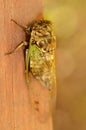 Cicada letting wings unfurl and fill with fluid Royalty Free Stock Photo